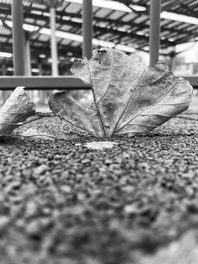 Leaf Left Alone