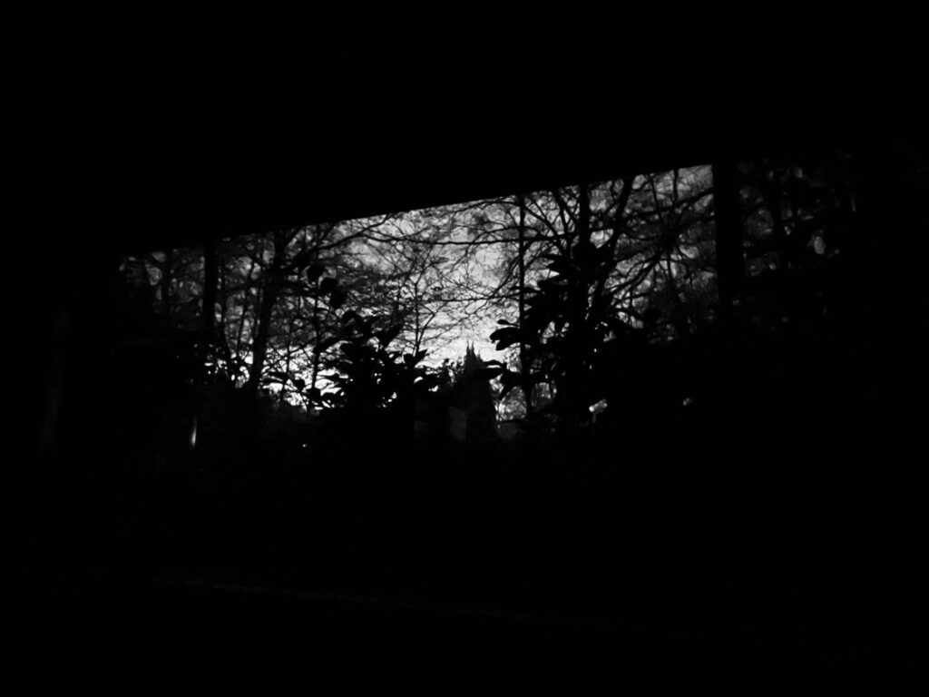 Night Time Window On The Forest