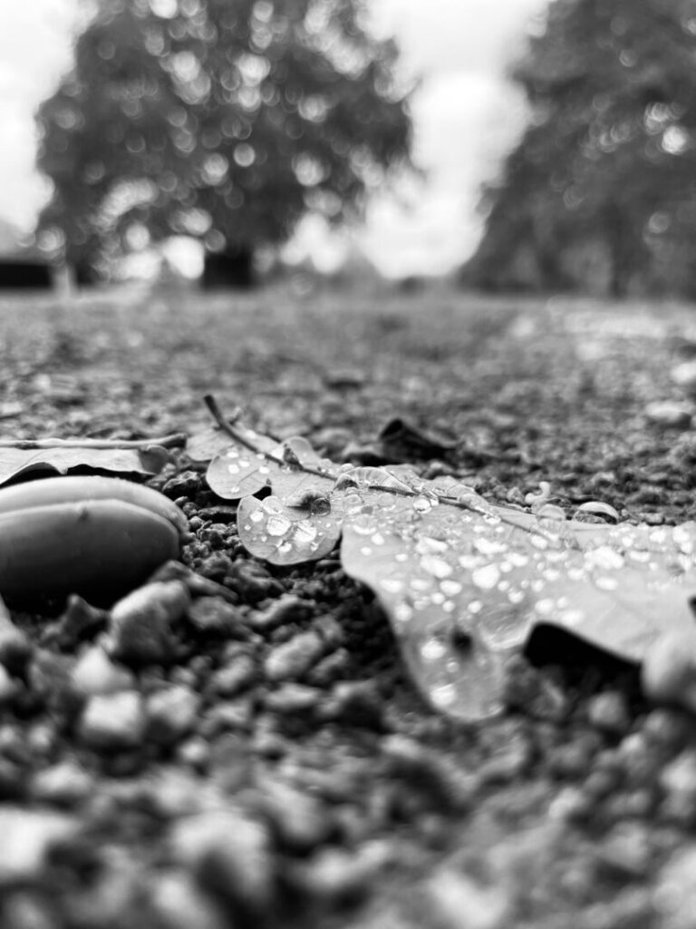 Droplets In The Afternoon