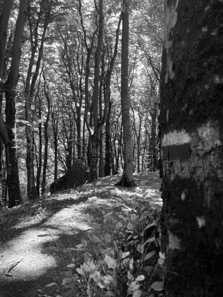 We All Have Our Path